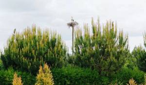 Arrendamento de curta duraçāo Moradia Carvalhal