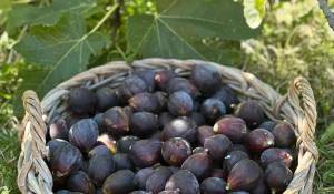 Venda Moradia Mouans-Sartoux