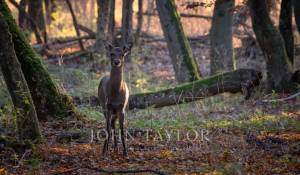 Venda Moradia Provins