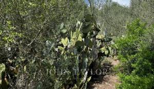 Venda Propriedade Alaior