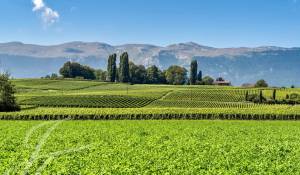 Venda Propriedade Satigny
