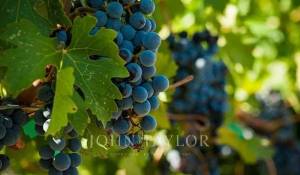 Venda Propriedade vinícola Bordeaux