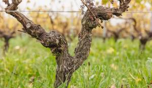 Venda Propriedade vinícola Bordeaux