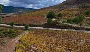 Venda Propriedade vinícola Cuenca