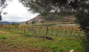 Venda Propriedade vinícola Cuenca