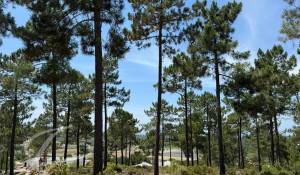 Venda Terreno Carvalhal