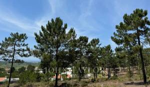 Venda Terreno Carvalhal