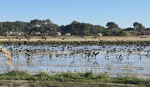 Venda Terreno Comporta