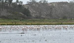 Venda Terreno Comporta