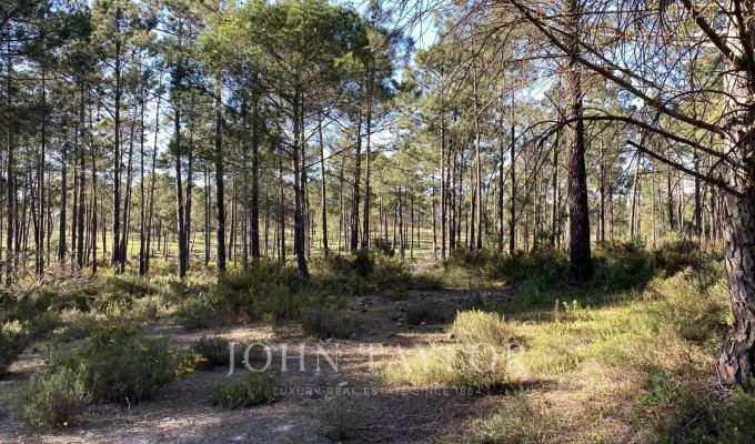 Venda Terreno Comporta