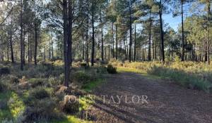 Venda Terreno Grândola e Santa Margarida da Serra