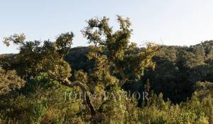 Venda Terreno São Francisco da Serra