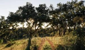 Venda Terreno São Francisco da Serra