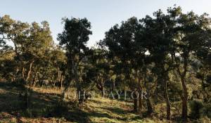 Venda Terreno São Francisco da Serra