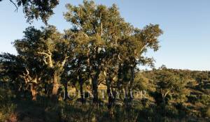 Venda Terreno São Francisco da Serra